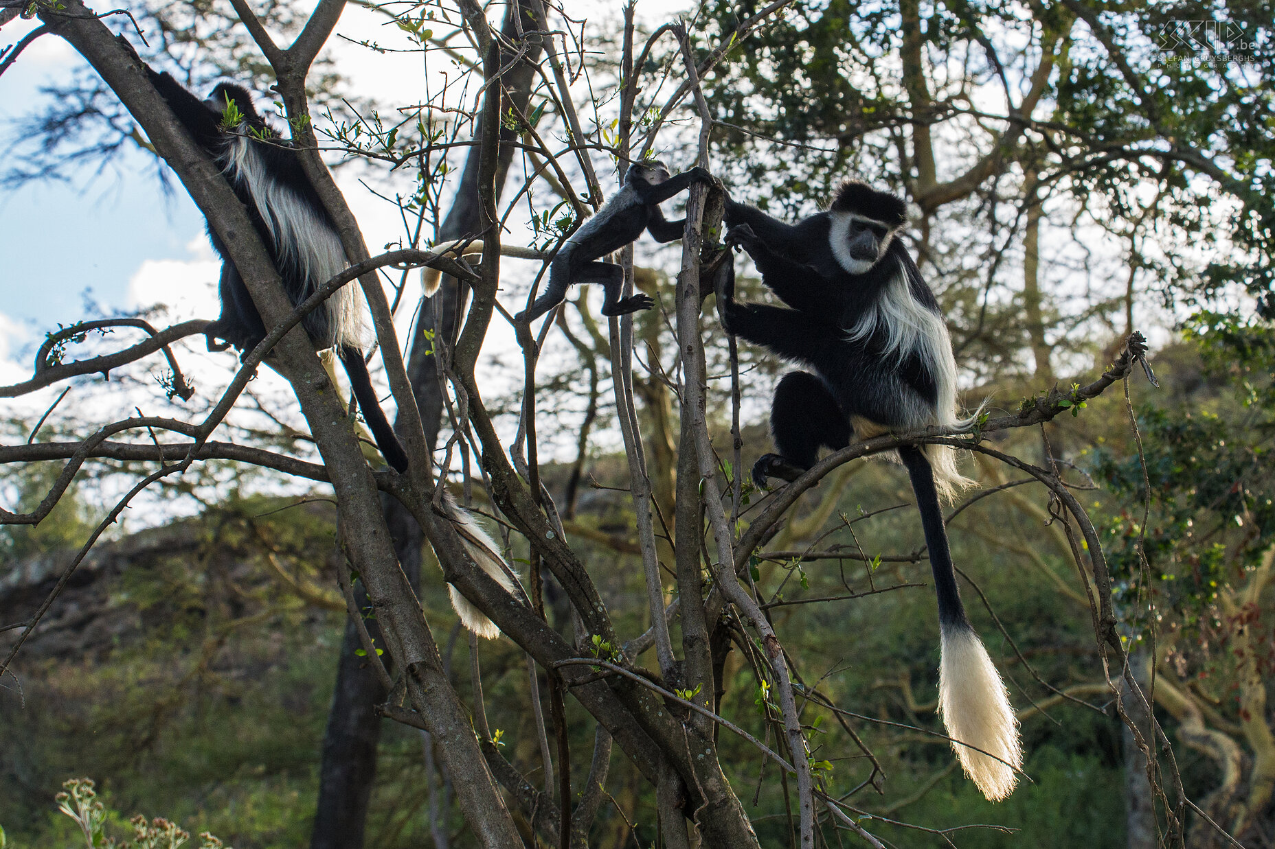 Naivasha - Crater Lake - Zwart-witte colobus apen  Nabij de lodge aan het Crater Lake zat er een groep zwart-witte colobus apen (franjeaap, bergguereza, Mantled guereza, Colobus guereza) met enkele speelse jonge apen. Stefan Cruysberghs